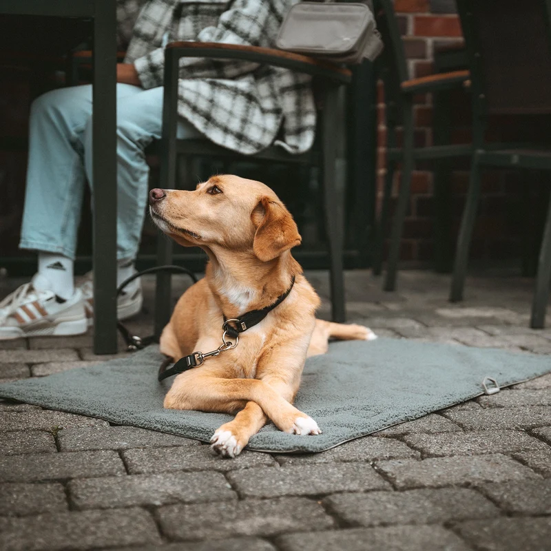 Faltbare Hunde-Reisedecke Seoul