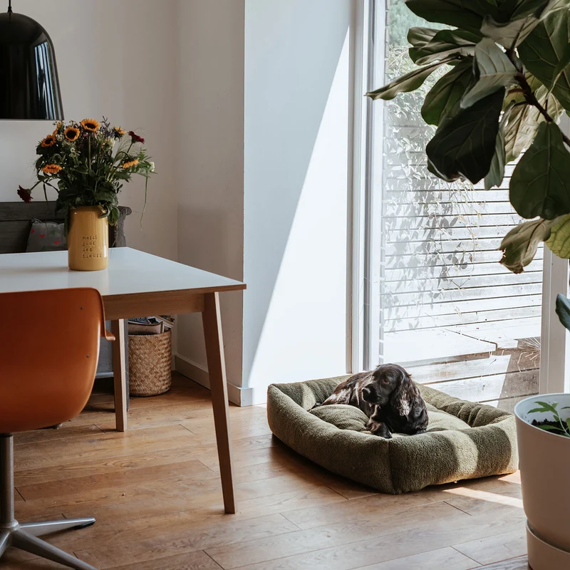 Hundesofa Kumara