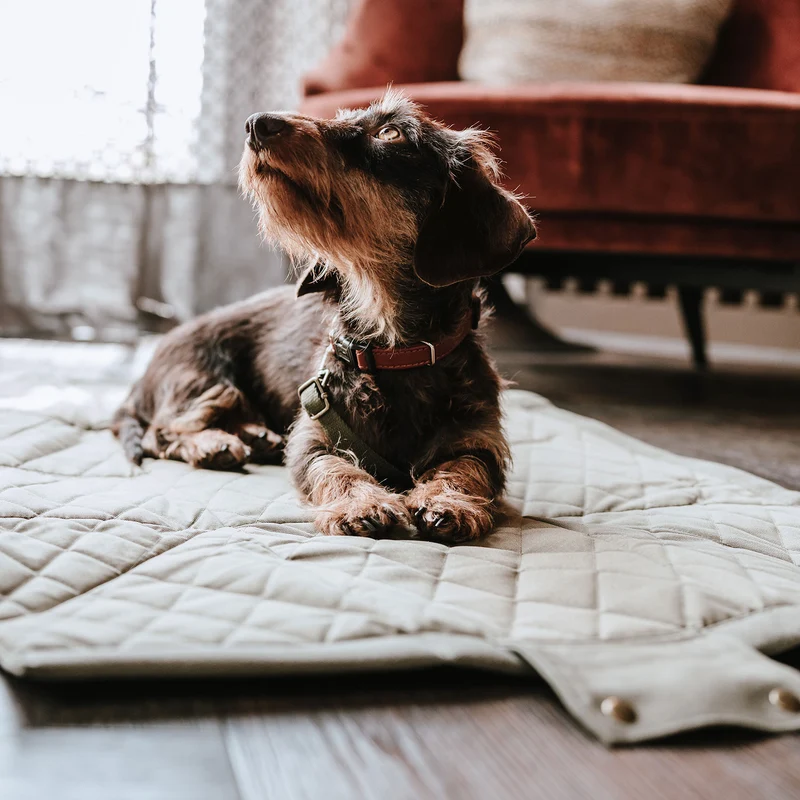Tragetasche & Hundedecke Madison