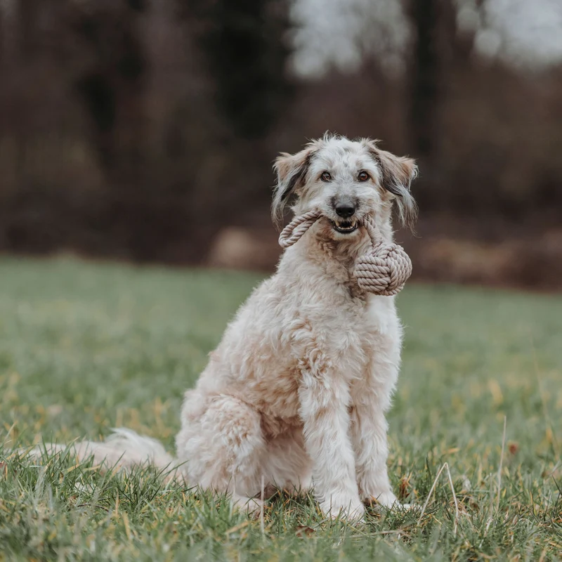 Hundespielzeug Inari