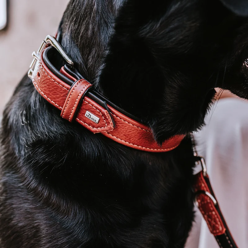 Halsband Canadian Up