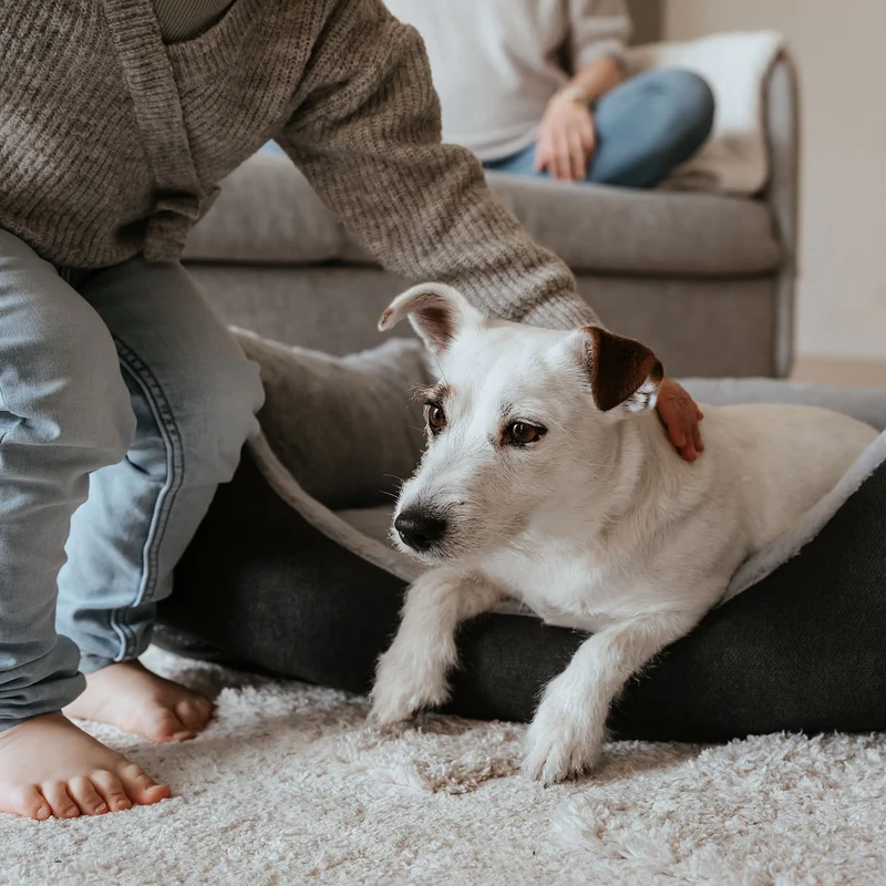 Orthopädisches/Ergonomisches Hundesofa Rockford