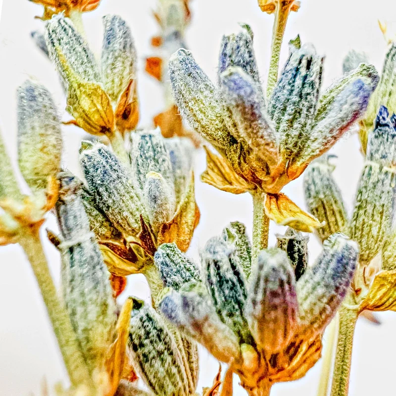 190er Stillkissen mit Hirse-Lavendel-Mischung