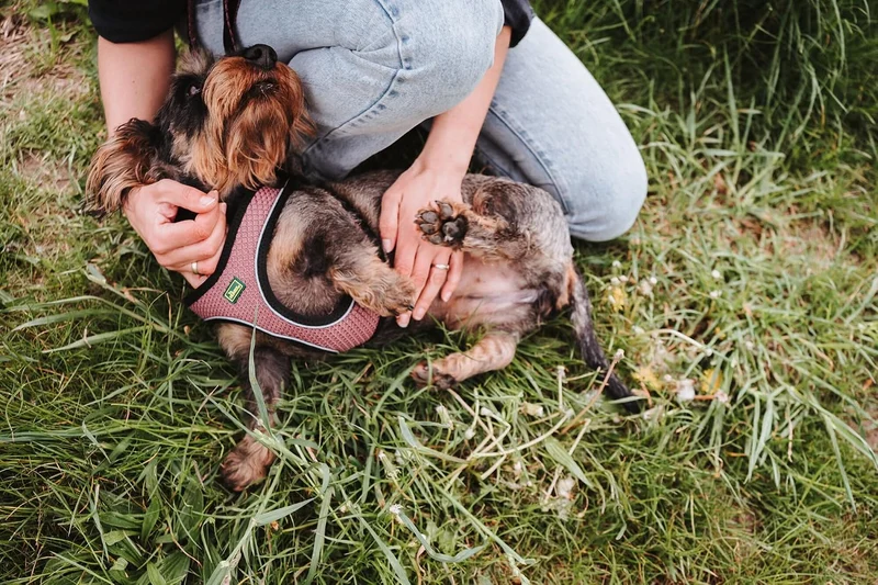 Hunter Hundegeschirr Hilo Comfort, Farbe: Altrosa, Easy Step-In Geschirr für kleine bis mittlere Hun