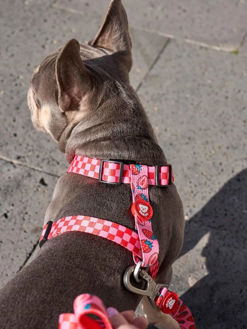 DUKIER Klassisches Hundegeschirr, verstellbare und H-förmige Weste für Haustiere, zugelassen, mit 4-