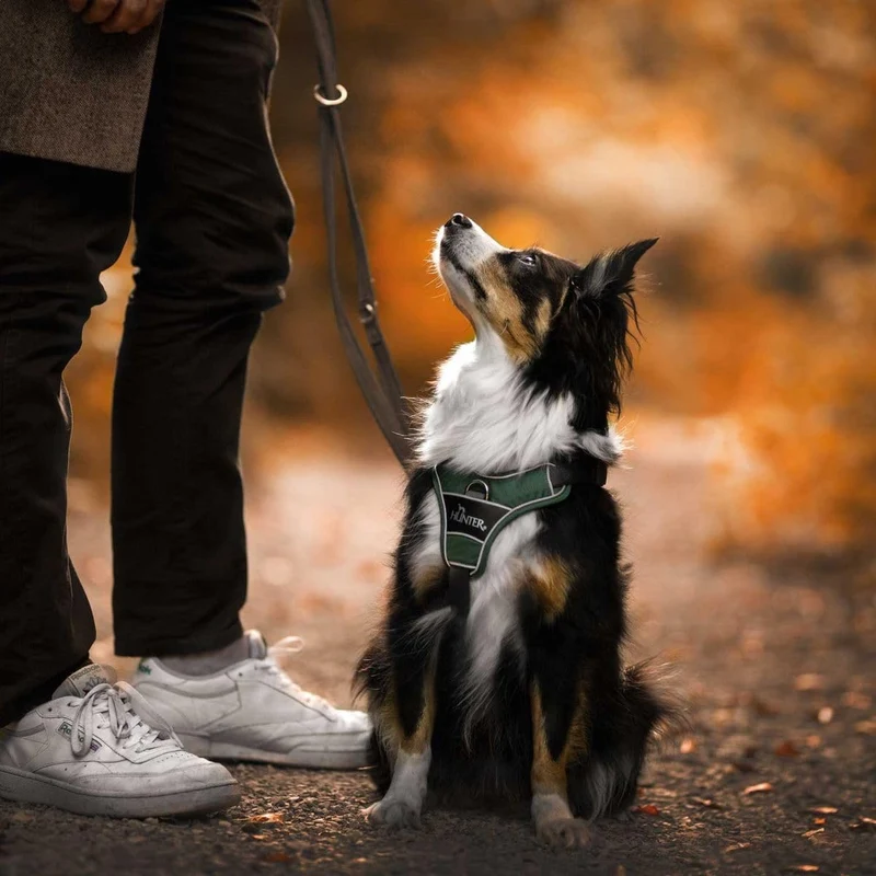 HUNTER DIVO Hundegeschirr, L-XL, 79-107 cm, gün/grau 79 - 107 cm grün/grau, 79 - 107 cm grün/gr