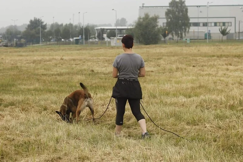 Dingo Gear Trainingsgürtel Arbeitskirt Schutzbekleidung Agility Trainer Helfer Ipo Sporthund