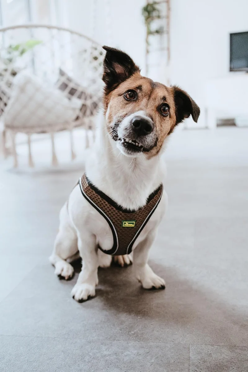 HUNTER Hundegeschirr HILO COMFORT, Farbe: braun, Easy Step-In Geschirr für kleine bis mittlere Hunde