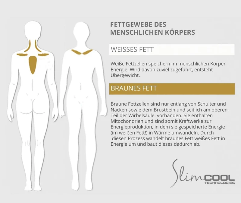 ShapeBelt | Abnehmen durch Kühlung | Cryo Shapewear (zur Aktivierung von braunem Fett) | Schlanker d